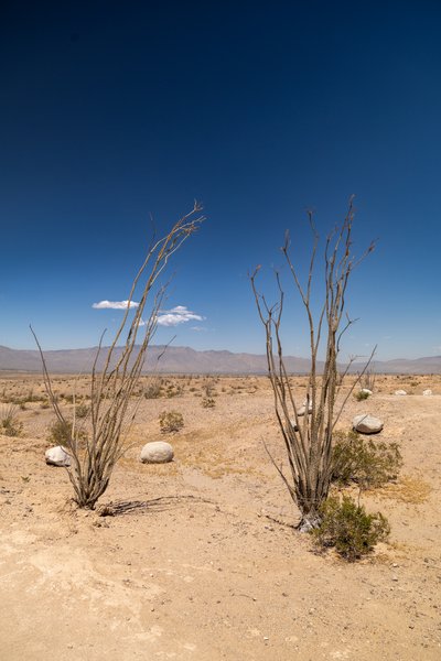 Anza-Borrego, Anza-Borrego Desert, CA — photo 8 of 28