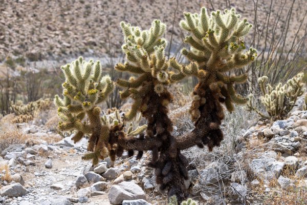 Anza-Borrego, Anza-Borrego Desert, CA — photo 17 of 28