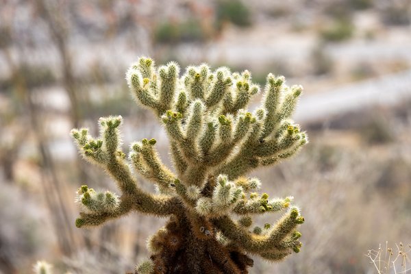 Anza-Borrego, Anza-Borrego Desert, CA — photo 18 of 28