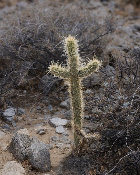 Anza-Borrego, Anza-Borrego Desert, CA — photo 19 of 28