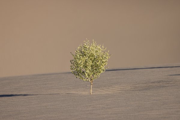 Death Valley, Death Valley, CA — photo 112 of 208