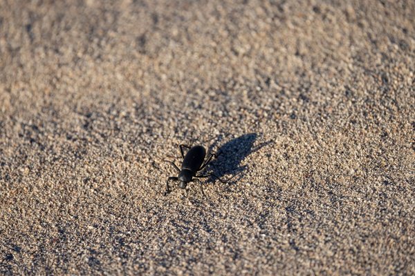 Death Valley, Death Valley, CA — photo 114 of 208