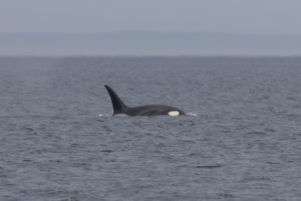 Pacific Northwest, Pacific Northwest — photo 36 of 51