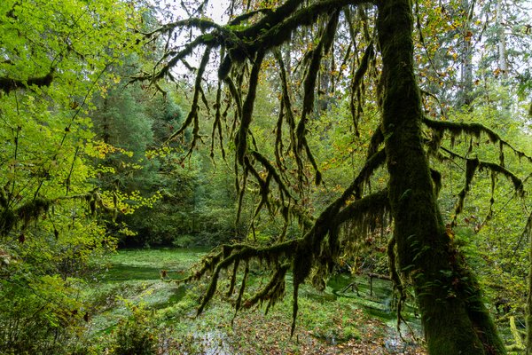 Pacific Northwest, Pacific Northwest — photo 41 of 51