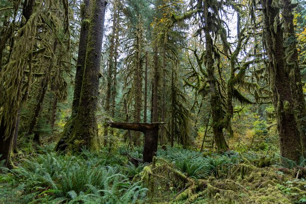 Pacific Northwest, Pacific Northwest — photo 42 of 51