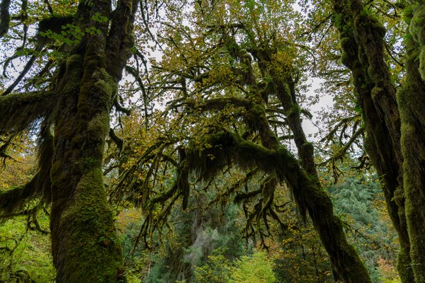 Pacific Northwest, Pacific Northwest — photo 43 of 51