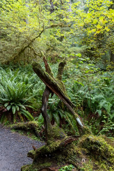 Pacific Northwest, Pacific Northwest — photo 44 of 51