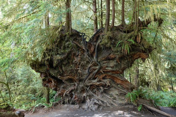Pacific Northwest, Pacific Northwest — photo 47 of 51