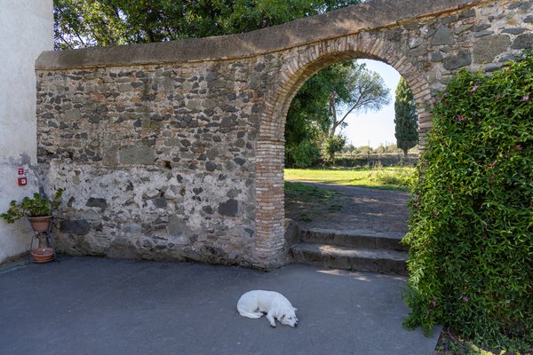 Dog asleep beneath stone archway, Appian Way