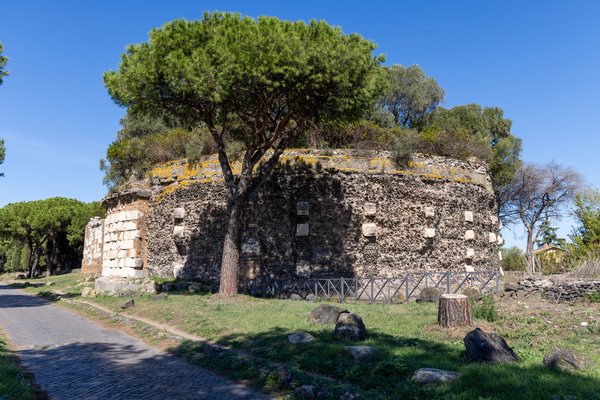 Umbrella pine over circular Roman tomb