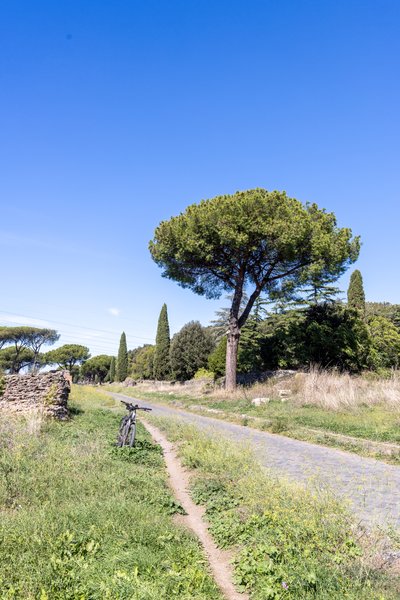 Stone pine beside the ancient Appian Way