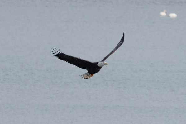 Syracuse Eagles, Syracuse, NY — photo 1 of 45