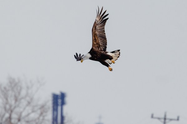 Syracuse Eagles, Syracuse, NY — photo 3 of 45