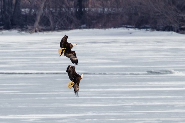 Syracuse Eagles, Syracuse, NY — photo 6 of 45