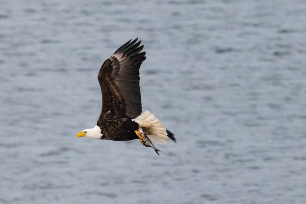 Syracuse Eagles, Syracuse, NY — photo 17 of 45