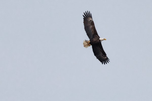 Syracuse Eagles, Syracuse, NY — photo 18 of 45