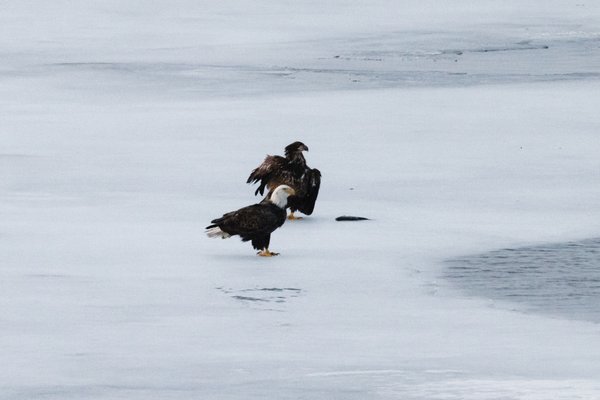 Syracuse Eagles, Syracuse, NY — photo 25 of 45
