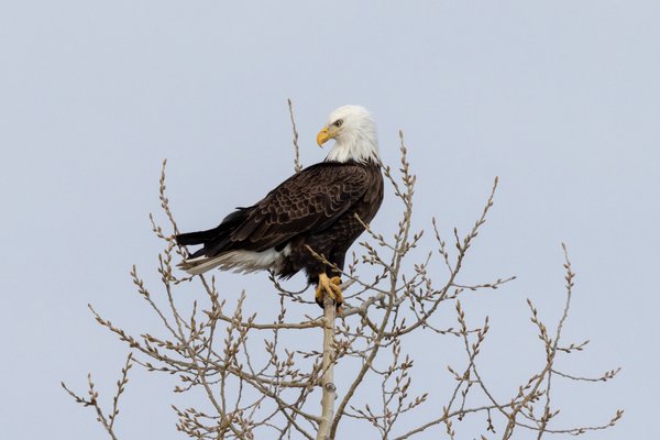 Syracuse Eagles, Syracuse, NY — photo 31 of 45