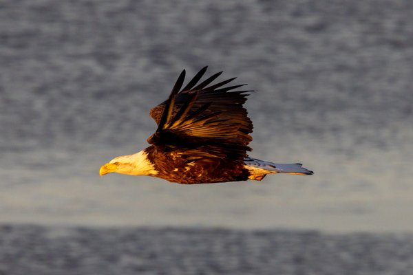 Syracuse Eagles, Syracuse, NY — photo 40 of 45