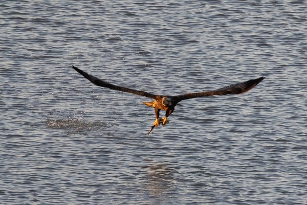 Syracuse Eagles, Syracuse, NY — photo 41 of 45