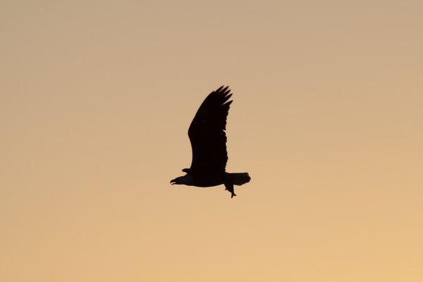 Syracuse Eagles, Syracuse, NY — photo 42 of 45